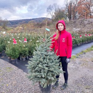 Smrek pichľavý (Picea pungens) ´GLAUCA´ - výška 120-150 cm, kont. C20L